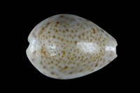 藏品(畫眉鳥寶螺)的圖片